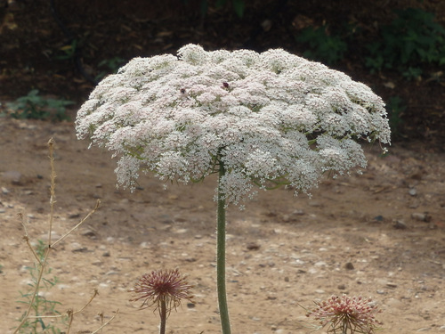 This is a big Umbra Flower.